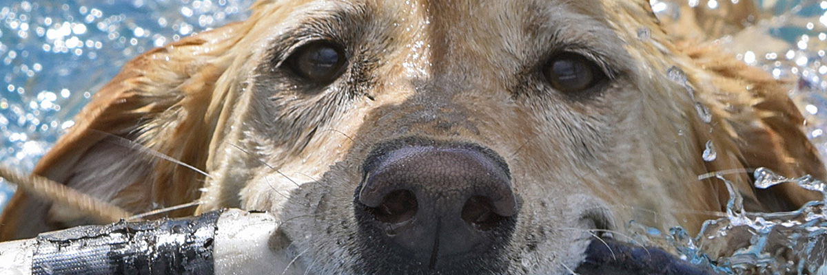 Athletes to Watch: Team Splashdown