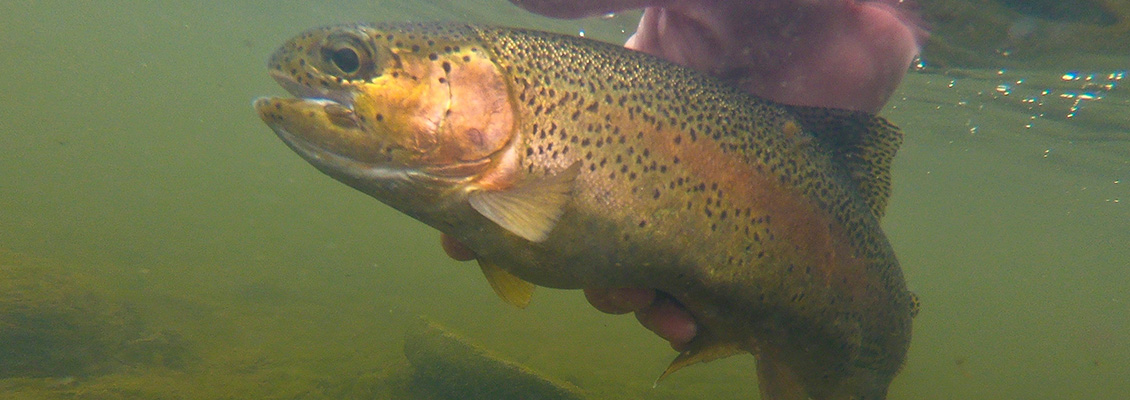 Fishing guide’s day off pays dividends in YETI Catch Wars 2021 edition