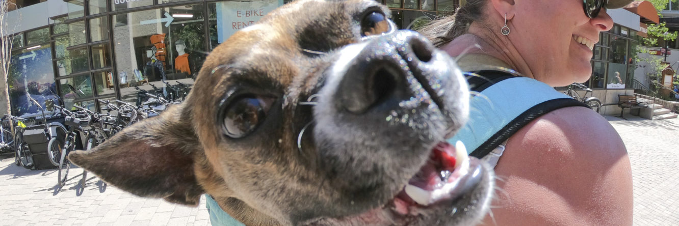Adoptable dogs will be at the GoPro Mountain Games